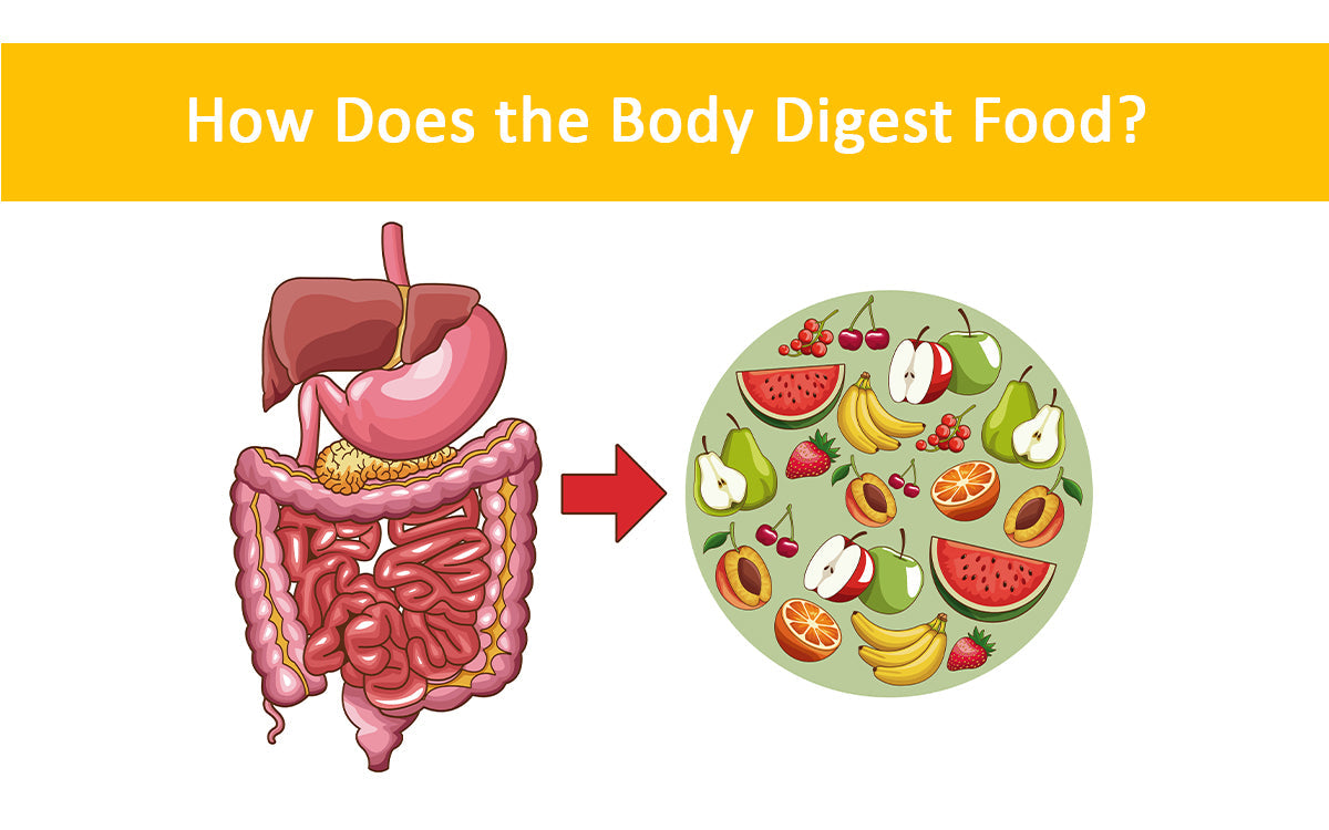 How Does the Body Digest Food?