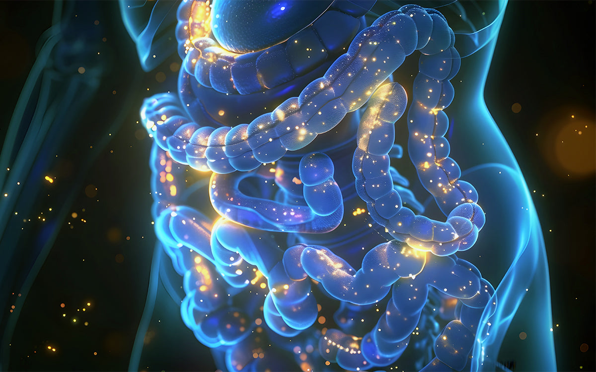 Unlocking the Secrets of the Microbiome: How SFG Biome’s Gut Superblend Nurtures Your Inner Ecosystem