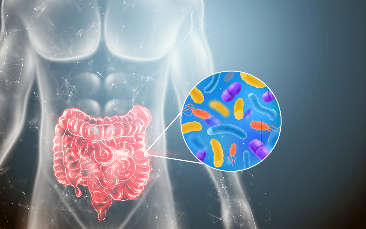What Is Butyrate and How Can It Support Gut Health?