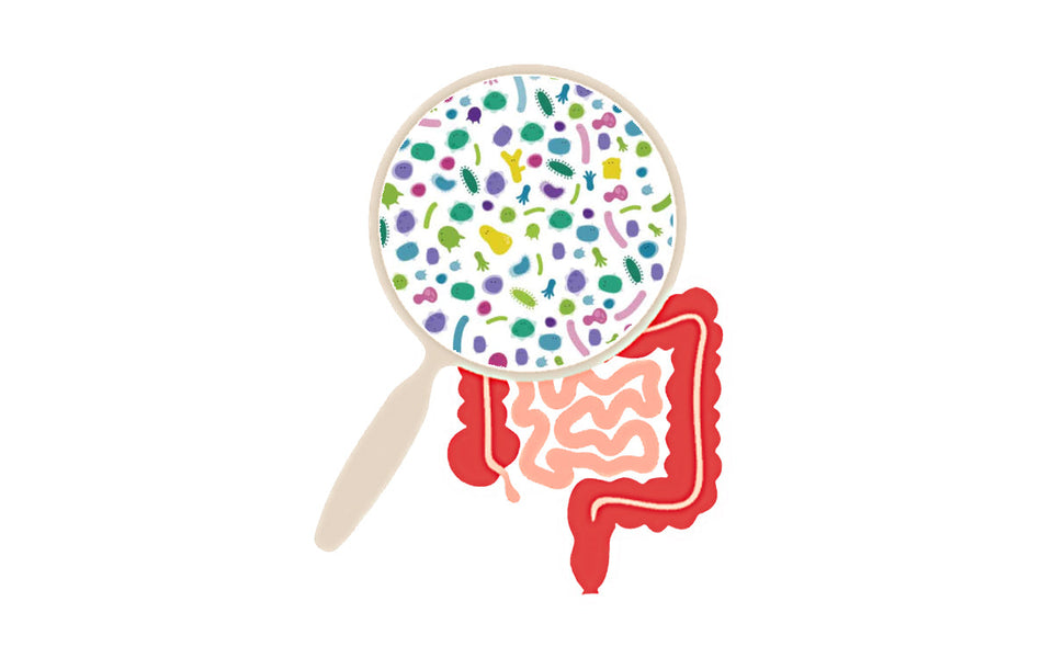 The Gut Microbiome Unlocking the Secret to Total Wellness