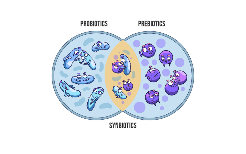 Understanding Synbiotics The Perfect Blend for Gut Health