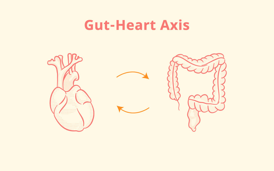 What Is the Gut-Heart Axis and Why Does It Matter?