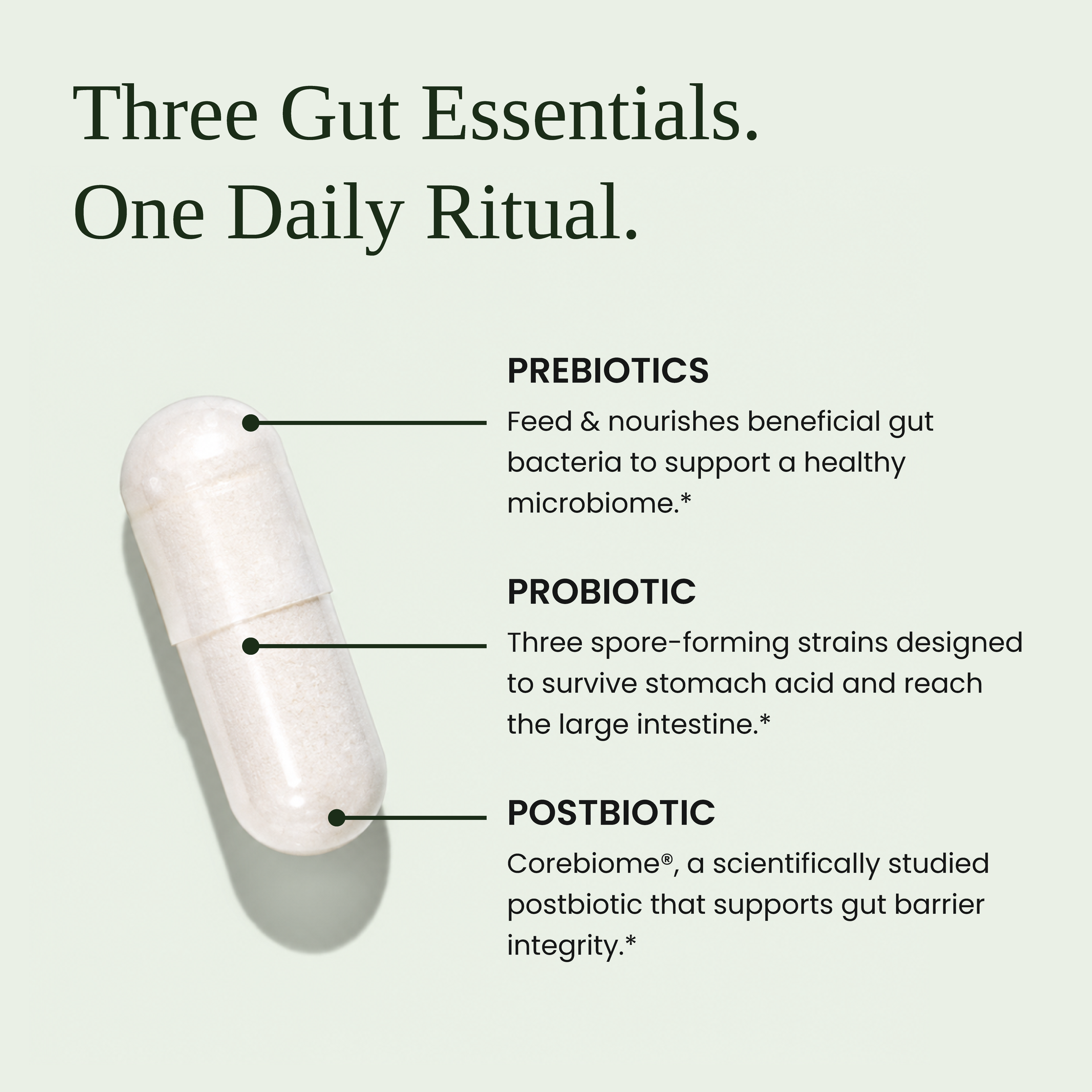 Gut Health – Advanced Synbiotic Formula (Prebiotics + Probiotics + Postbiotics)